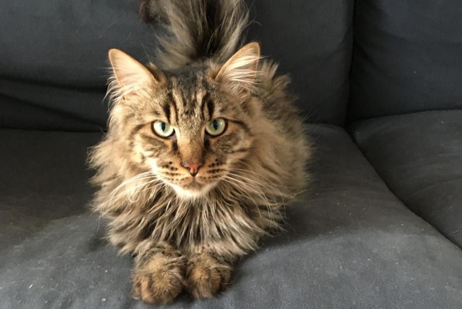 Vermisstmeldung Katze rassenmischung  Männliche , 6 jahre Lucé Frankreich