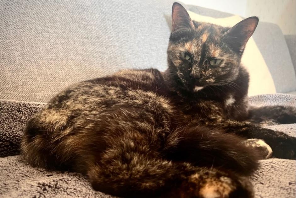 Disappearance alert Cat Female , 3 years Le Coudray France Disappearance alert Cat Female , 3 years Le Coudray France
