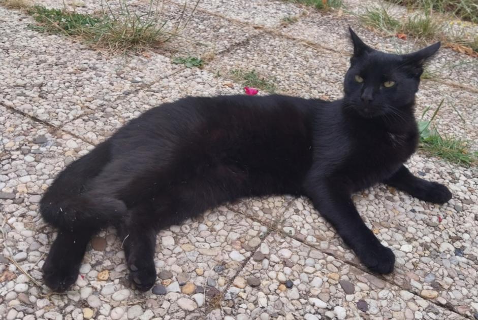 Disappearance alert Cat Female , 4 years Thimert-Gâtelles France