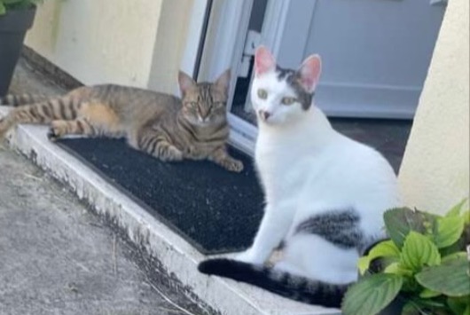 Alerta de Desaparición Gato Hembra , 2 años Ouarville Francia