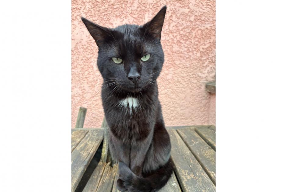 Alerta de Desaparición Gato cruce  Macho , 8 años Bû Francia