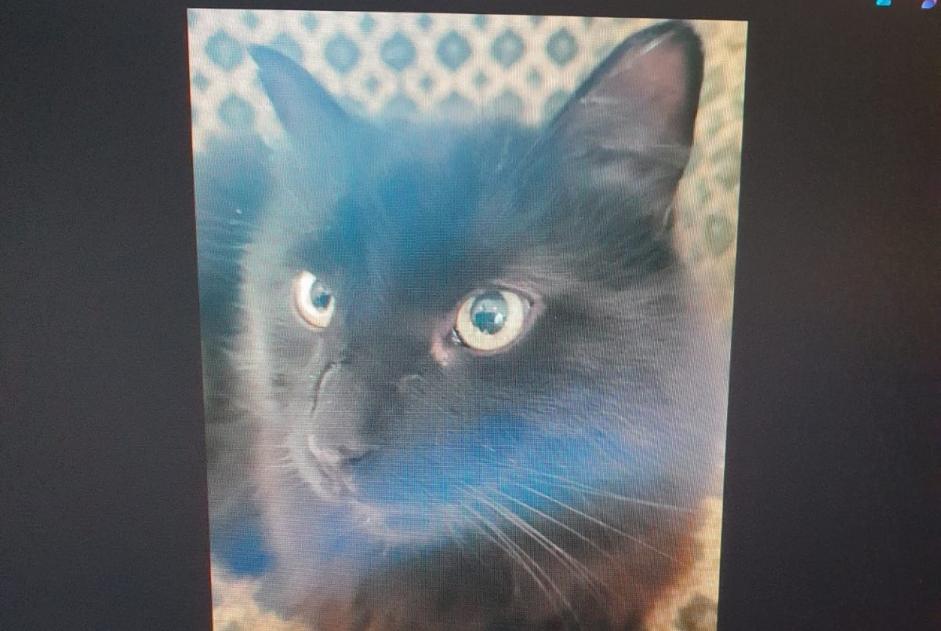 Alerte Disparition Chat croisement  Mâle , 11 ans Serazereux France