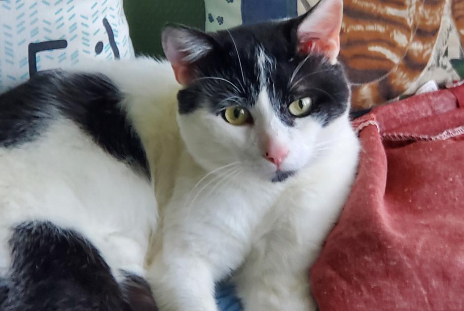 Alerte Découverte Chat croisement  Inconnu Chartres France
