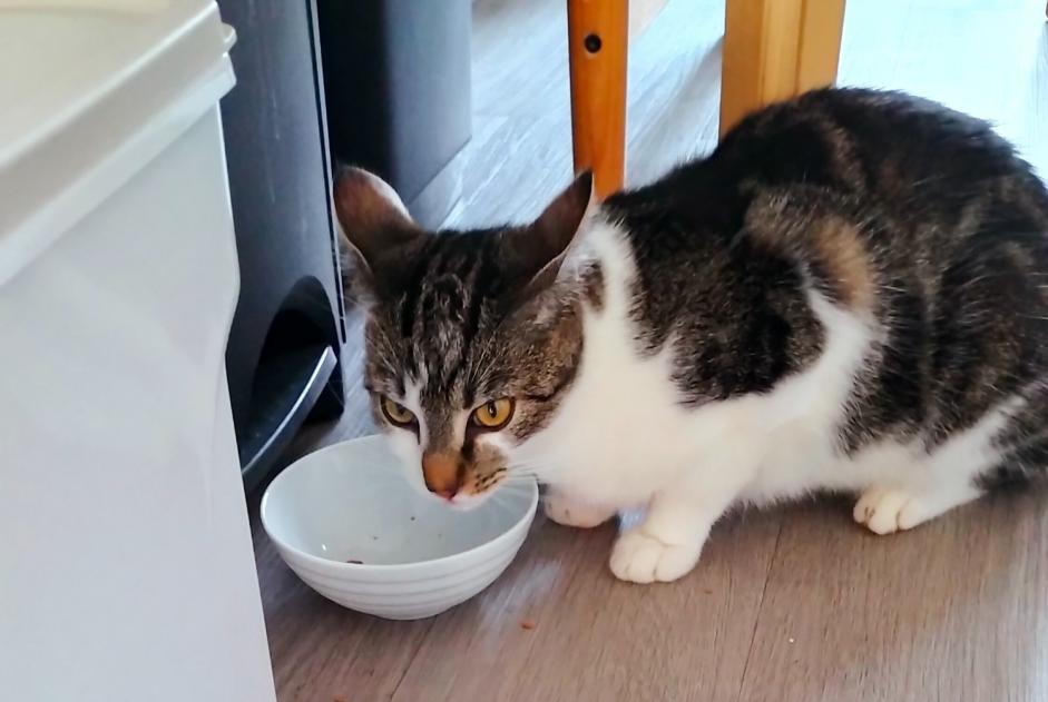 Alerte Découverte Chat Femelle Chartres France