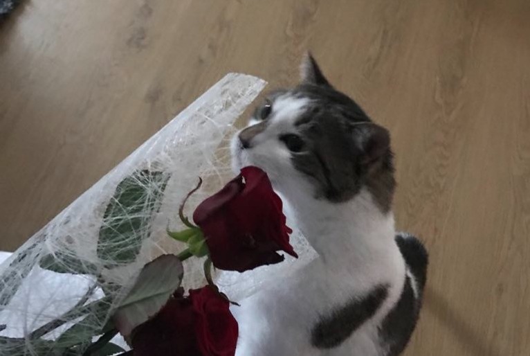 Alerte Disparition Chat Mâle , 7 ans Luisant France Alerte Disparition Chat Mâle , 7 ans Luisant France