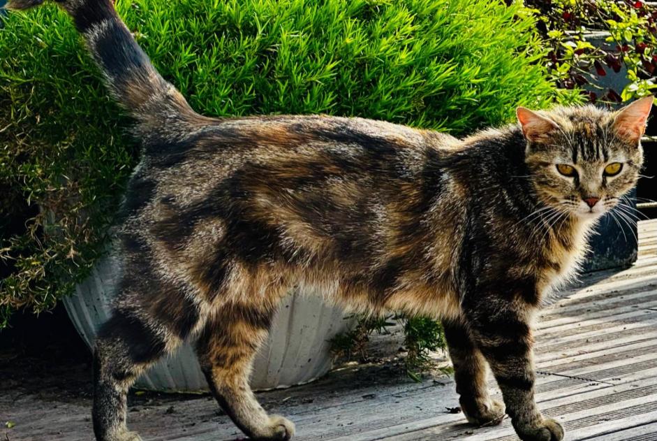 Alerte Découverte Chat Inconnu Fontenay-sur-Eure France Alerte Découverte Chat Inconnu Fontenay-sur-Eure France