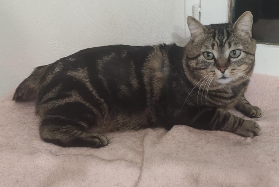Alerte Disparition Chat Mâle , 6 ans Dreux France Alerte Disparition Chat Mâle , 6 ans Dreux France