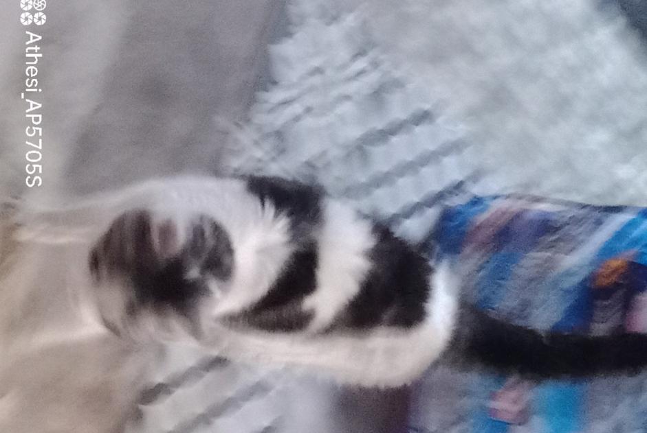 Alerte Découverte Chat Inconnu Ymeray France Alerte Découverte Chat Inconnu Ymeray France