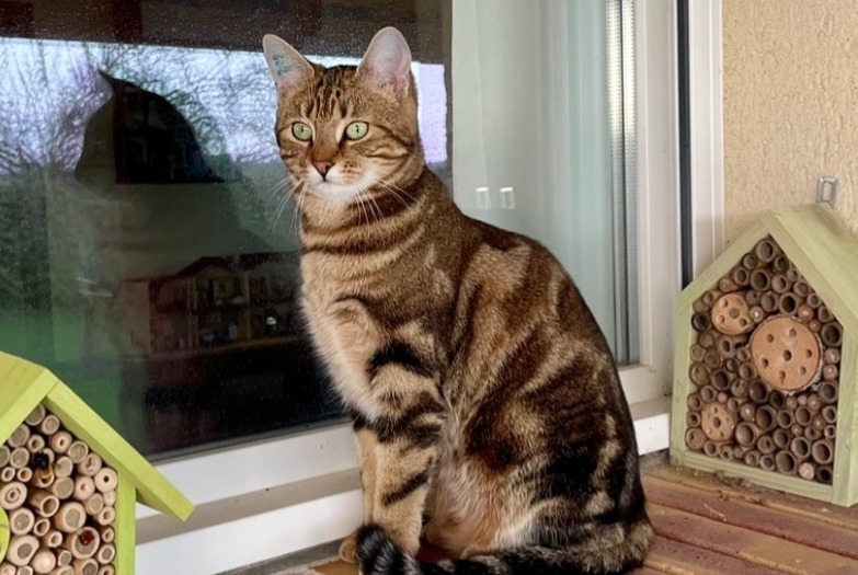 Avviso scomparsa Gatto  Femmina , 2 anni Le Mesnil-Simon Francia