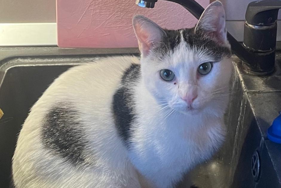 Avviso scomparsa Gatto Maschio , 2 anni Rouvres Francia