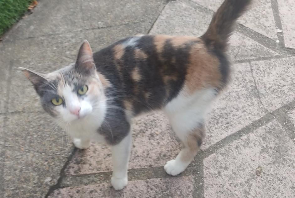 Ontdekkingsalarm Kat  Vrouwtje Mainvilliers Frankrijk