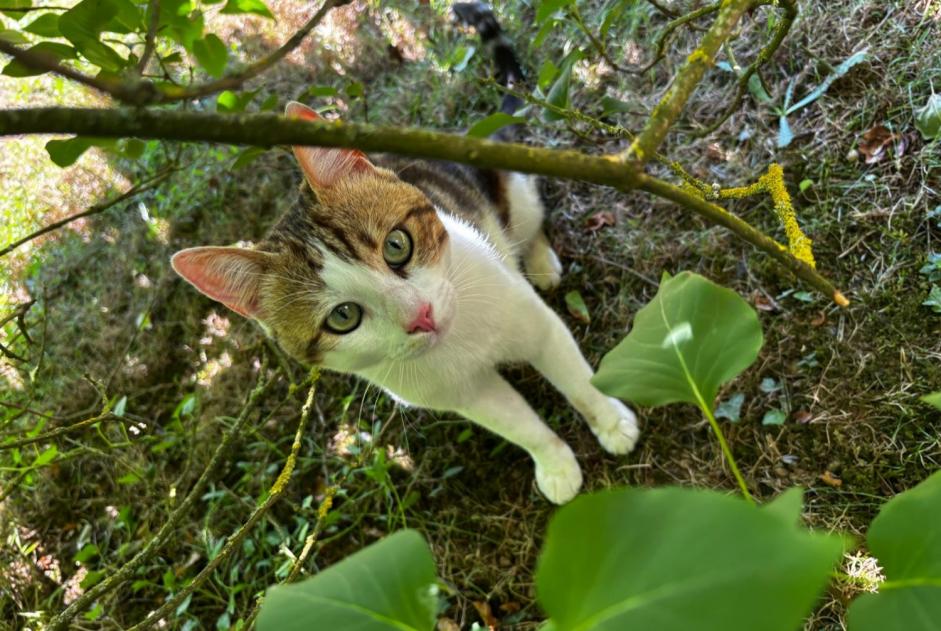 Alerta descoberta Gato Macho Vert-en-Drouais France