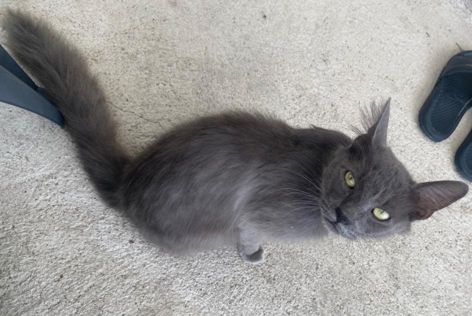 Alerta descoberta Gato Desconhecido Ouarville France