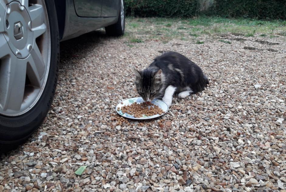Alerta descoberta Gato Macho Beauche France